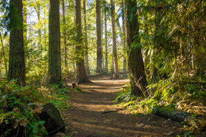 cedar forest