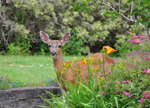 deer deterrence