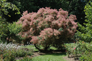 Katahdin Smoke Bush