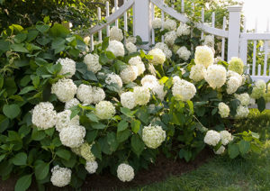 hydrangeas