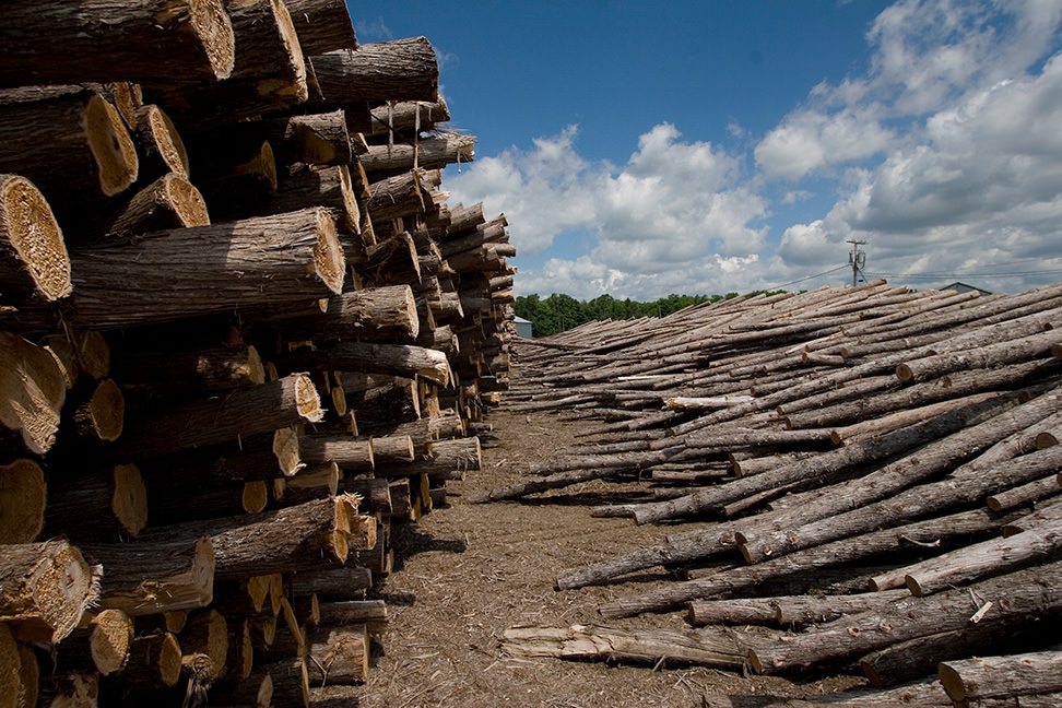 cedar logs from local landowners