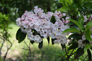 mountain laurel