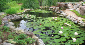 pond with lily pads