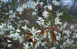 Serviceberry