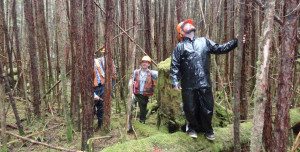Site clearing for a log home Site clearing 1